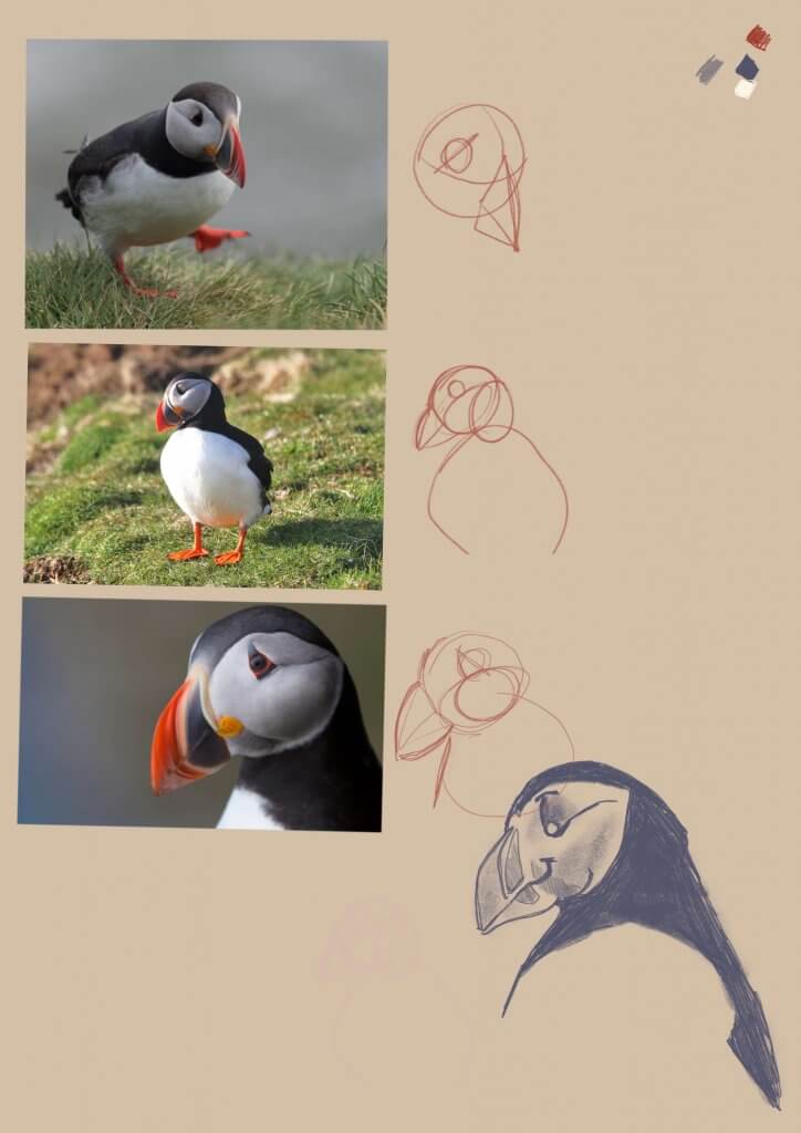 Puffin